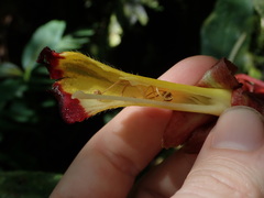 Glossoloma tetragonoides