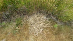 Amphibromus fluitans