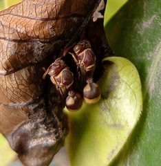 Ropalidia variegata