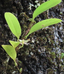 Bulbophyllum baileyi