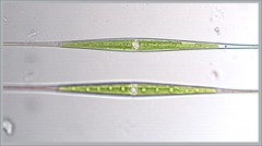 Closterium kuetzingii