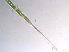 Closterium kuetzingii