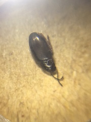 Coleoptera