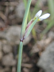 Sisyrinchium albidum