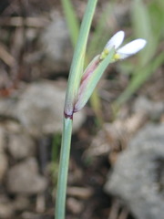 Sisyrinchium albidum