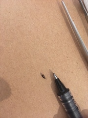 Coleoptera