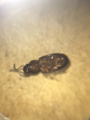 Coleoptera