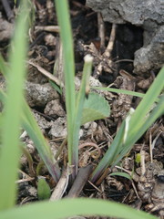 Sisyrinchium albidum