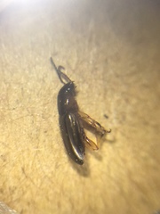 Coleoptera
