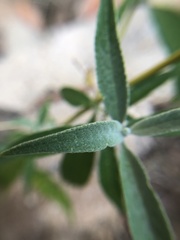 Buddleja asiatica