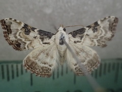 Corgatha pleuroplaca