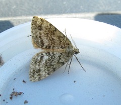 Pseudocoremia indistincta