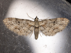 Eupithecia rotundopuncta