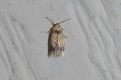 Stigmella macrocarpae