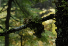 Dendriscosticta gelida