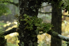 Dendriscosticta gelida