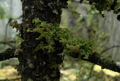 Dendriscosticta gelida