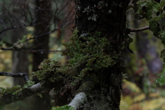 Dendriscosticta gelida