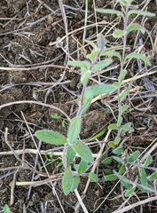 Tomostima platycarpa