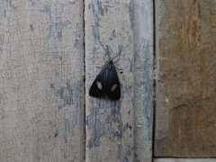 Lepidoptera