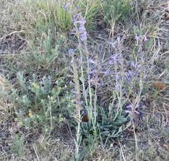 Penstemon fendleri