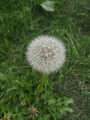 Taraxacum officinale