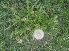 Taraxacum officinale