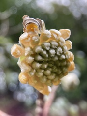 Edgeworthia chrysantha