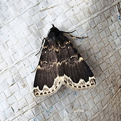 Mormoscopa sordescens