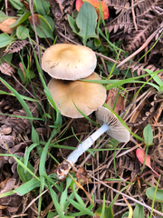 Stropharia pseudocyanea