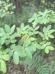 Senna pendula glabrata