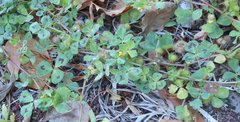Medicago arabica