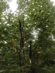 Senna pendula glabrata