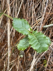 Quercus spinosa