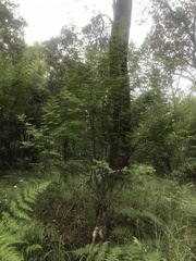 Senna pendula glabrata