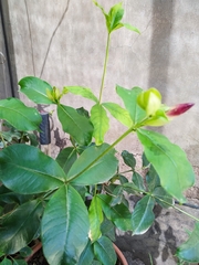 Allamanda