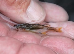 Pseudomugil signifer