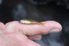 Pseudomugil signifer