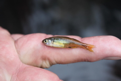 Pseudomugil signifer