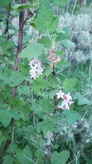 Ribes malvaceum malvaceum