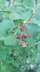 Ribes malvaceum malvaceum