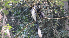 Colobus guereza matschiei