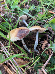 Stropharia pseudocyanea