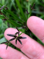 Cyperus tetraphyllus