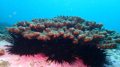 Pocillopora aliciae