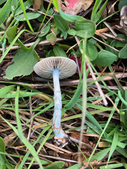 Stropharia pseudocyanea