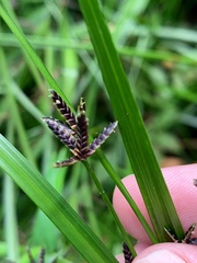 Cyperus tetraphyllus