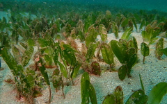 Halophila