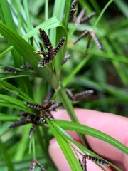 Cyperus tetraphyllus
