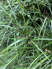 Cyperus tetraphyllus